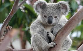 koala